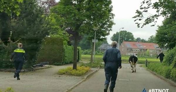 Wildwest in Weerselo: 15 koeien ontsnapt, 1 verstopt zich in tuin - Tubantia