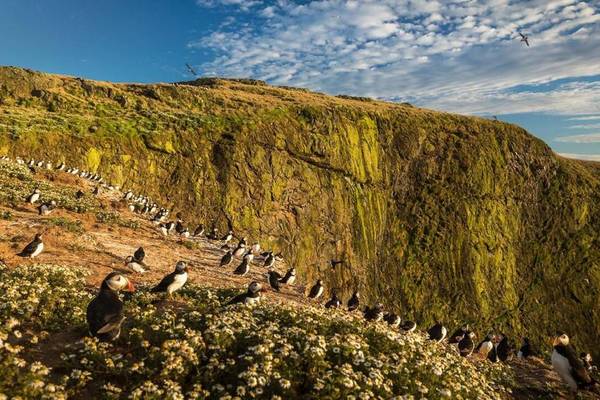 The Pembrokeshire Coast: A Wild Year