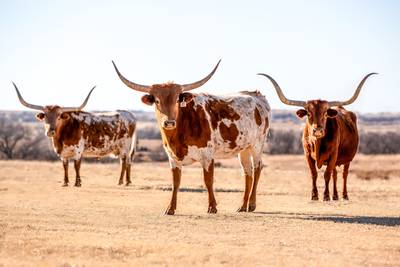 Een roadtrip langs saloons en steakhouses in Texas