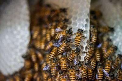 Ede heeft primeur: zeldzame bij voor het eerst gespot in Nederland