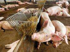 Kwart varkensboeren laat saneringsregeling liever schieten
