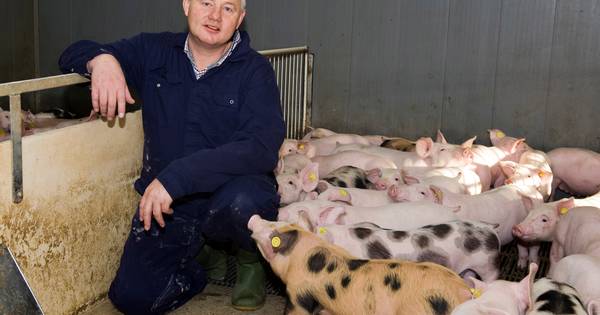 Varkenshandelaar beschouwt Twenterands 'nee' tegen megastal als vertraging - Tubantia