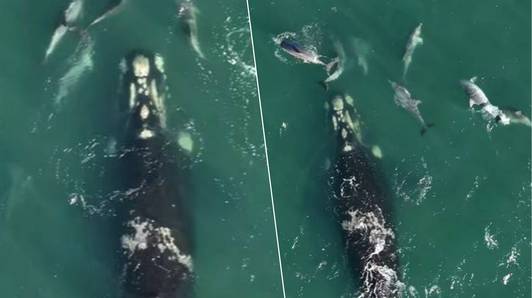 “Komaan, deze kant op!”: dolfijnen loodsen verdwaalde walvis terug naar open zee
