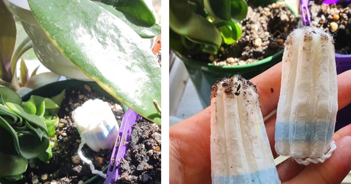 Comment un tampon hygiénique peut sauver votre plante ...