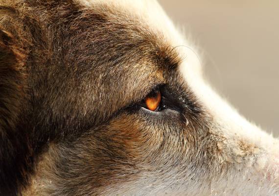 Rosanne (40) werd tijdens het hardlopen gebeten door een hond: “De eigenaar trainde het dier om te bijten”
