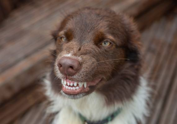 Experts willen strengere maatregelen tegen bijtende honden en hun baasjes