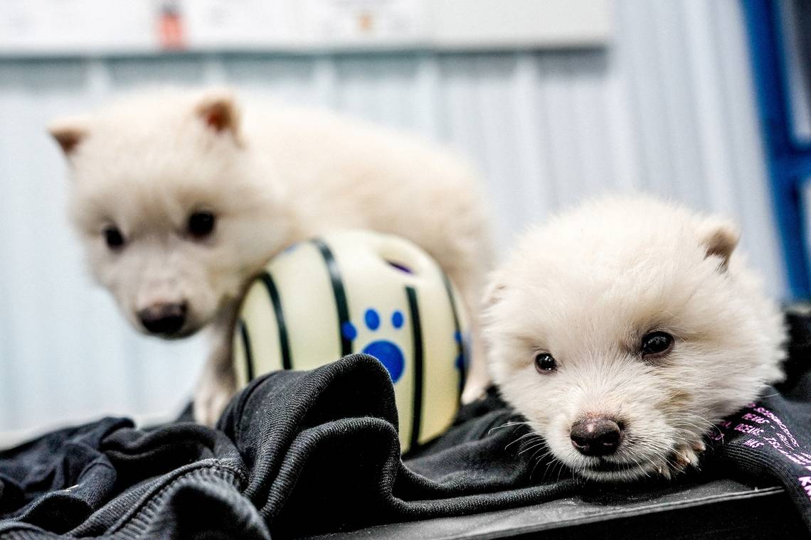 ‘IJstijdwolf’ of ijdele hoop? Toch vooral een mengelmoes in plaats van een identieke kloon