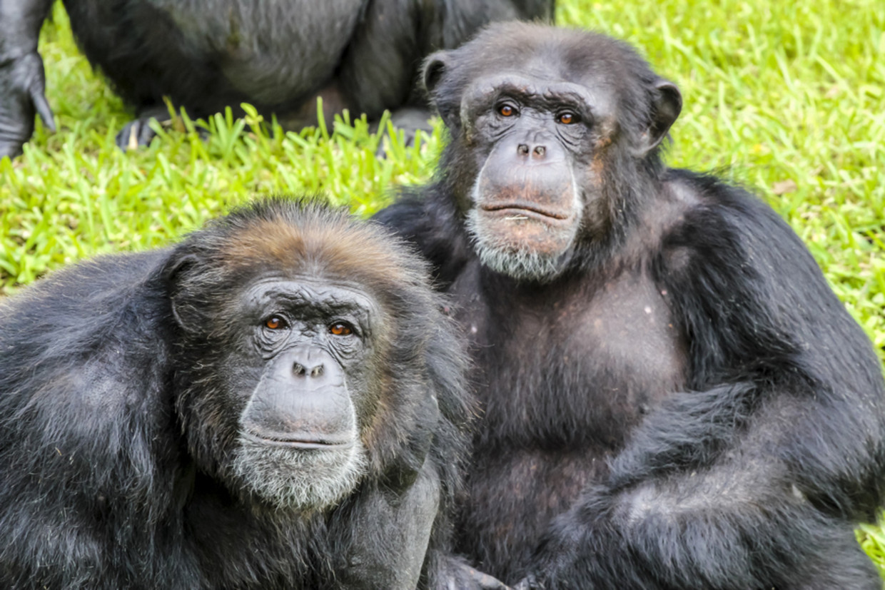 Apen in de zoo mogen zich voortaan verstoppen | De Morgen
