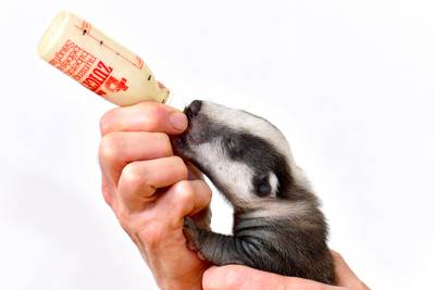 Jongste das ooit in de opvang