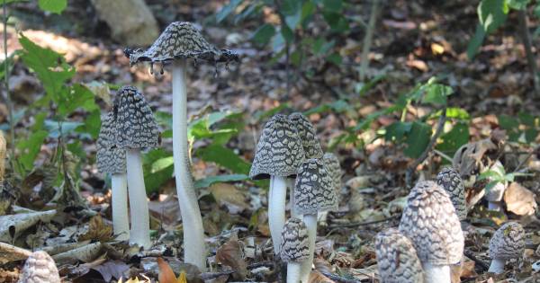 Kurkdroge herfst maakt paddenstoel kopschuw | Regio - Tubantia