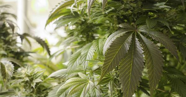 Taakstraf voor wietkweker in Standdaarbuiten