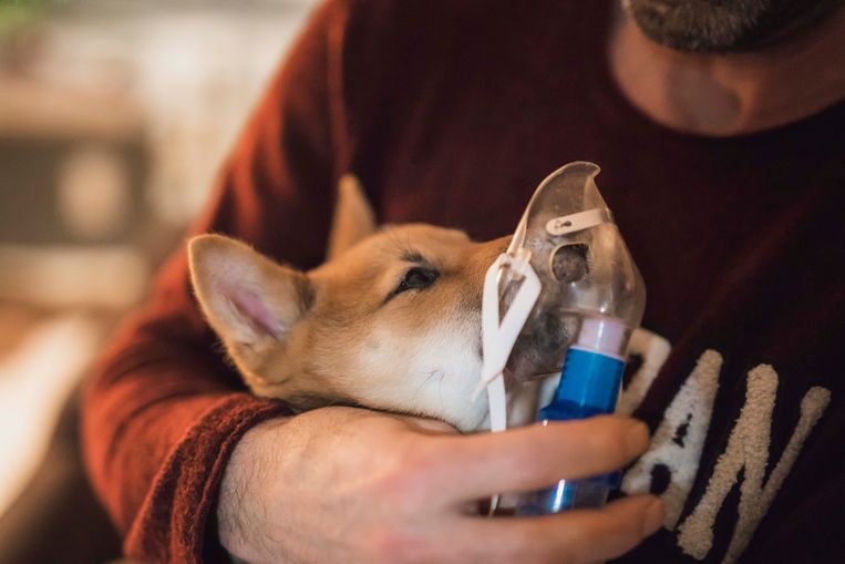 Klacht Tegen Winnares VTM programma Superhond Wegens Banden Met 