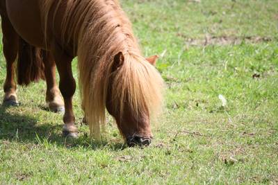Drachtige pony lag dagen dood bij Huissenaar in de wei