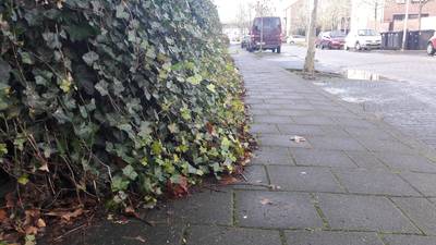 Dinkelland pakt overlast gevend groen aan