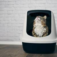Lelijke kattenbak? Zo ziet niemand ’m meer