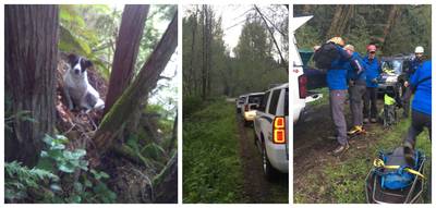 Wandelaar overleeft trektocht niet, trouwe hond blijft blaffen tot reddingswerkers zijn baasje vinden
