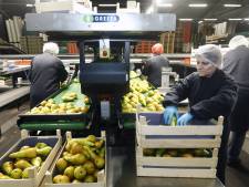 Corona aangetroffen bij 23 van de 202 medewerkers van Fruitmasters Geldermalsen