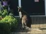 The kangaroo hops through the Joost van den Vondelstraat.