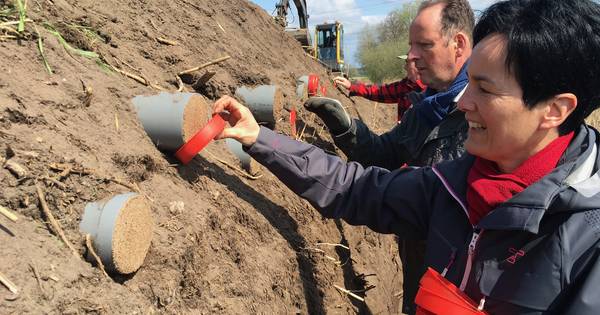 De oeverzwaluwen komen naar Zwaluwe