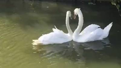 Liefdevolle hereniging van zwanen in Dordrecht is internethit