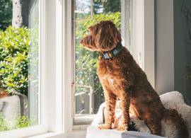 Een ***langer*** **leven** voor jouw hond dankzij *dít* **experimentele medicijn**?