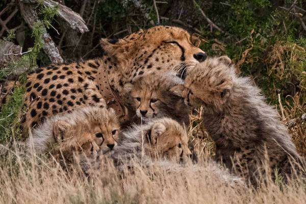 Cheetah Family and Me
