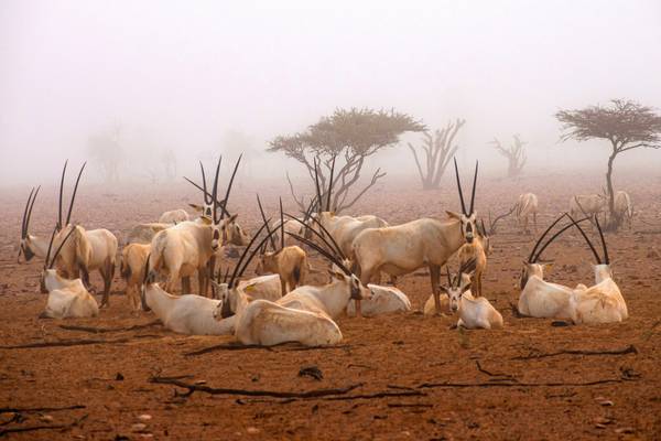 Wild Oman: Wonder of Arabia