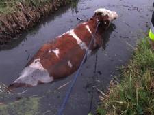 Brandweer krijgt koe niet uit water door modder en steile slootkant; boer brengt redding in Culemborg