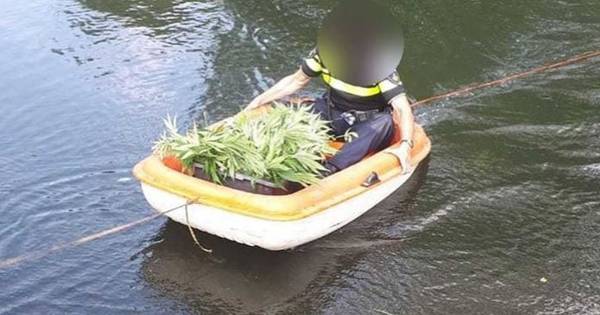 Boswachter ontdekt hennepkwekerij in natuurgebied De Peel