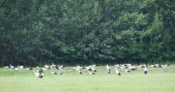 Veel ooievaars in Losser? In Oud-Ootmarsum zitten er nog meer