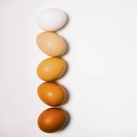 Waarom verschillen eieren van kleur?