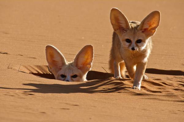 Dogs in the Wild: Meet the Family