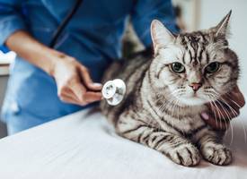 Waarom dierenartsen steeds duurder worden