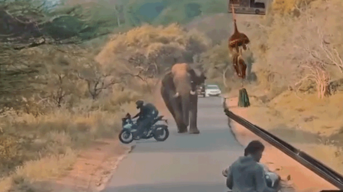 Boontje komt om zijn loontje voor bestuurder die op olifant afrijdt