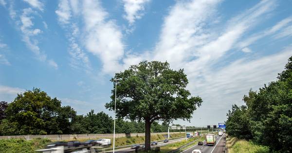 Bomenstichting wil opnieuw onderzoek troeteleik