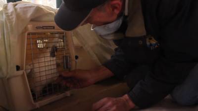 Amerikaanse dierentuin maakt zich klaar voor evacuatie