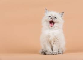 Is jouw kat als een kind voor je? Katten zien hun baasjes in elk geval wel als ouders, blijkt uit onderzoek