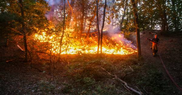 Korte maar felle bosbrand in Bakel waarschijnlijk aangestoken.