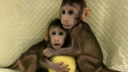 Wetenschappers zijn erin geslaagd apen te klonen. Zijn mensen volgende stap?