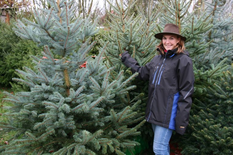 Rolls Royce Onder Kerstbomen Kapellen In De Buurt Hln