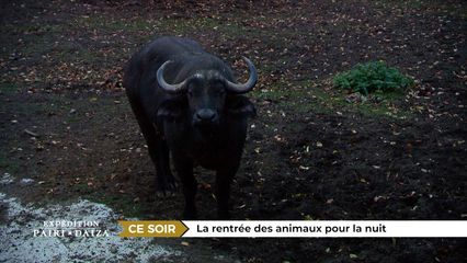 4. La rentrée des animaux pour la nuit