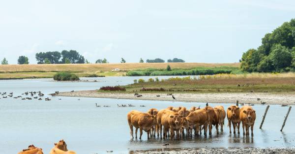 De dames van Dijkwater zoeken verkoeling
