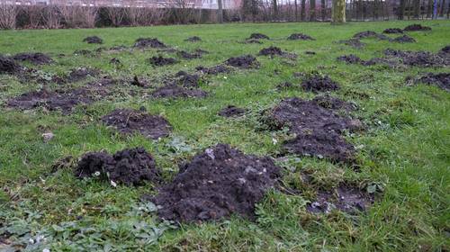 Niet wie, maar waar is de mol?