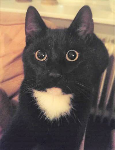 Kater Zwartje doodgeschoten vanuit woning in Gramsbergen