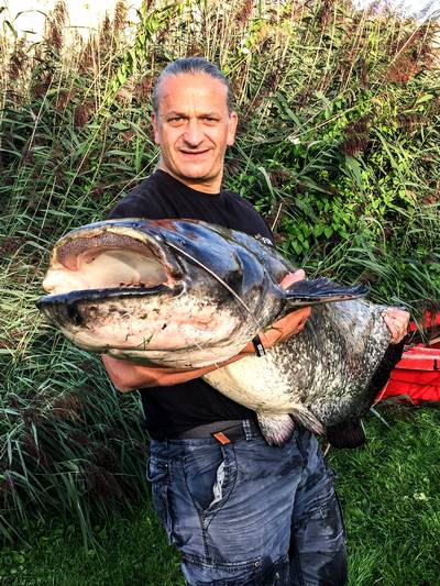 Lars hengelt monstermeerval van 1.80 meter binnen
