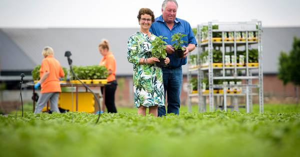 Pluim voor exotische surprise op Beerse land