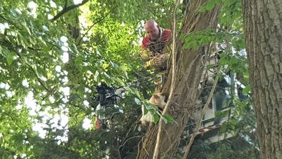 Kat ‘fopt’ brandweer en verlaat zelfstandig de boom