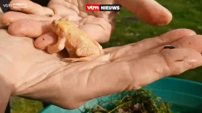 Bijzonder: albinopad gevonden in Kontich