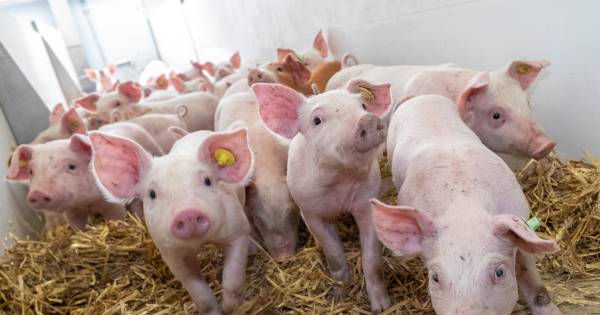 Wonen mag weer op plekken die gereserveerd waren voor megastallen