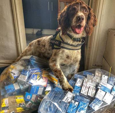 Criminelen zetten prijs op hoofd politiehond